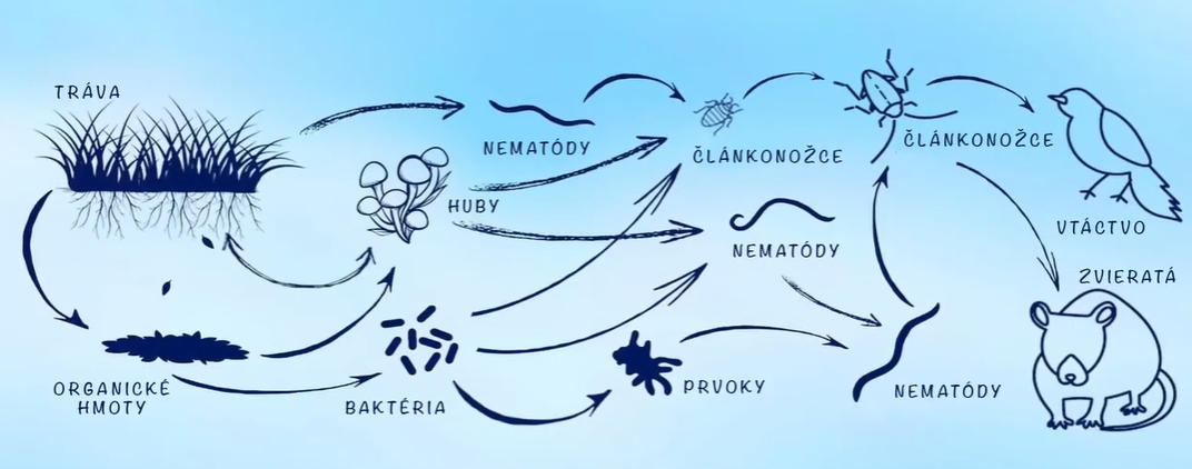 Potravná sieť pôdy